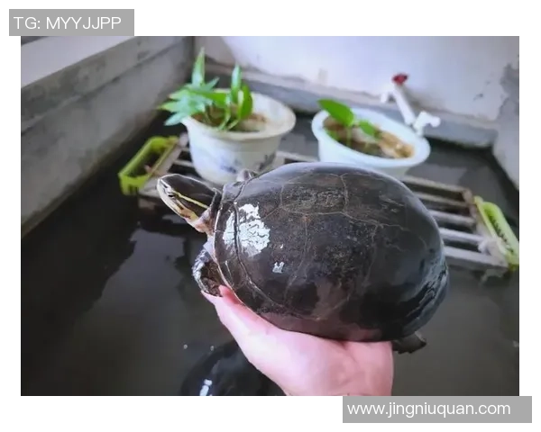 探索足球纹龟的神秘世界及其在生态系统中的重要角色与保护现状